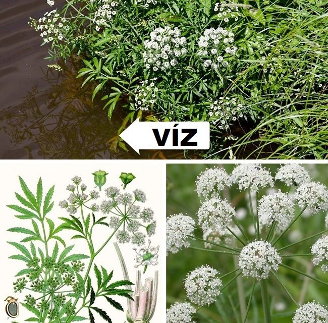 csomorika víz